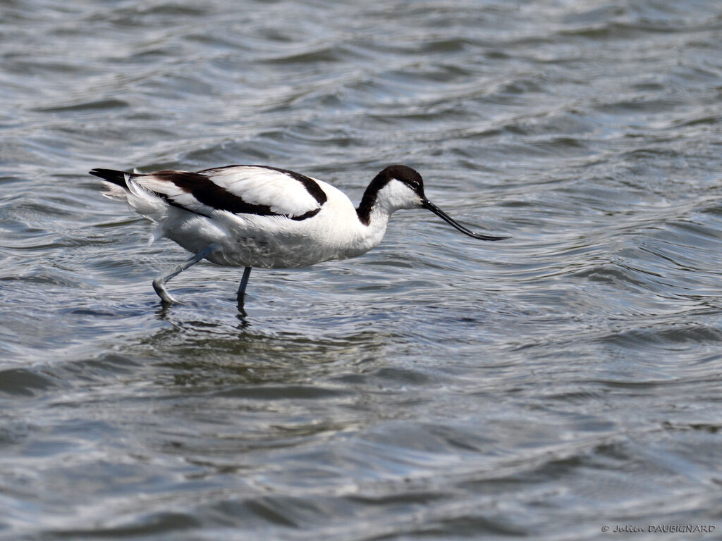 Pied Avocetadult, identification