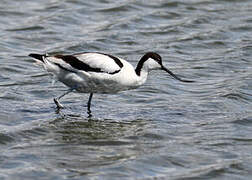 Avocette élégante