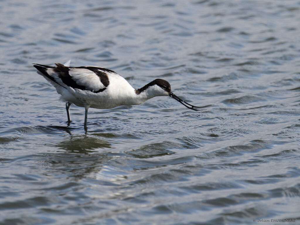 Avocette éléganteadulte, identification