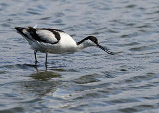 Avocette élégante