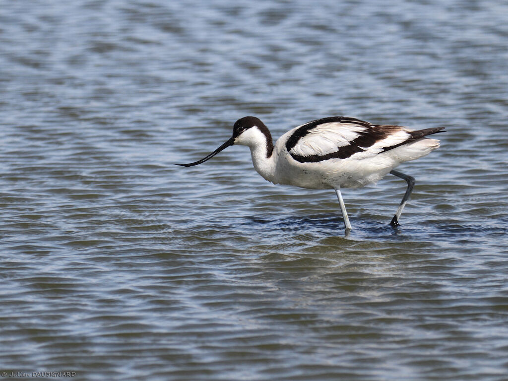 Avocette éléganteadulte, identification