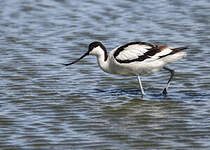 Avocette élégante