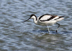 Pied Avocet