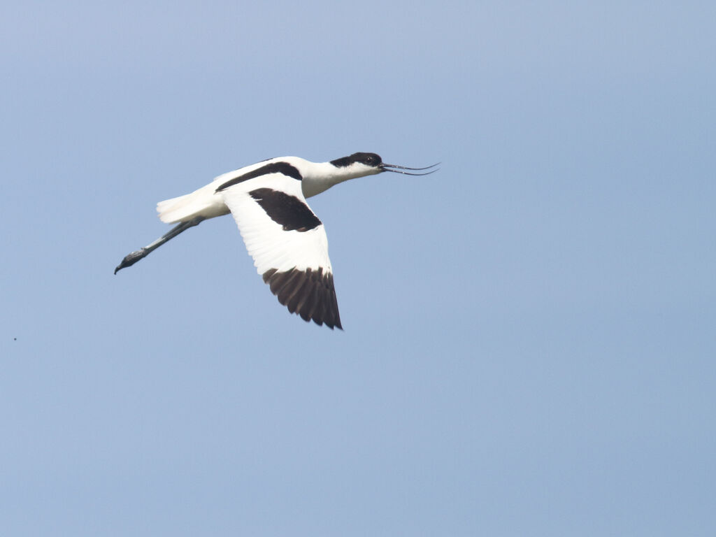 Avocette élégante, Vol