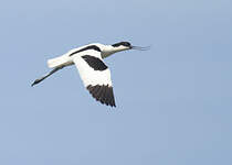 Avocette élégante