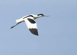 Avocette élégante