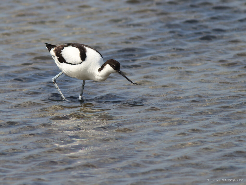 Pied Avocetadult, identification