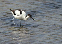 Avocette élégante