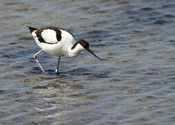 Pied Avocet