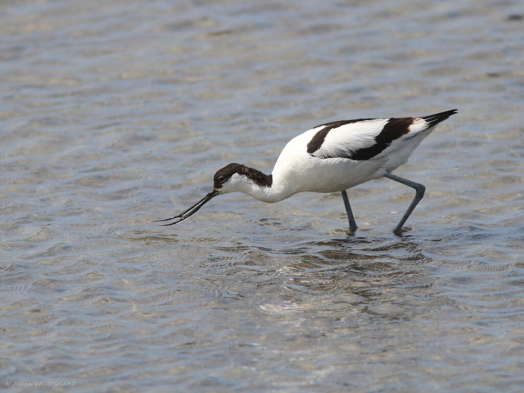 Pied Avocetadult, identification