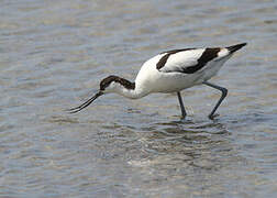 Avocette élégante