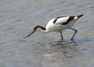 Avocette élégante