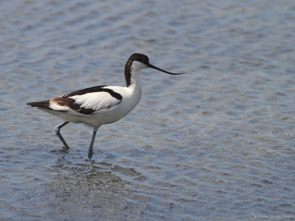 Avocette éléganteadulte, identification