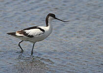 Avocette élégante