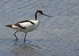 Avocette élégante