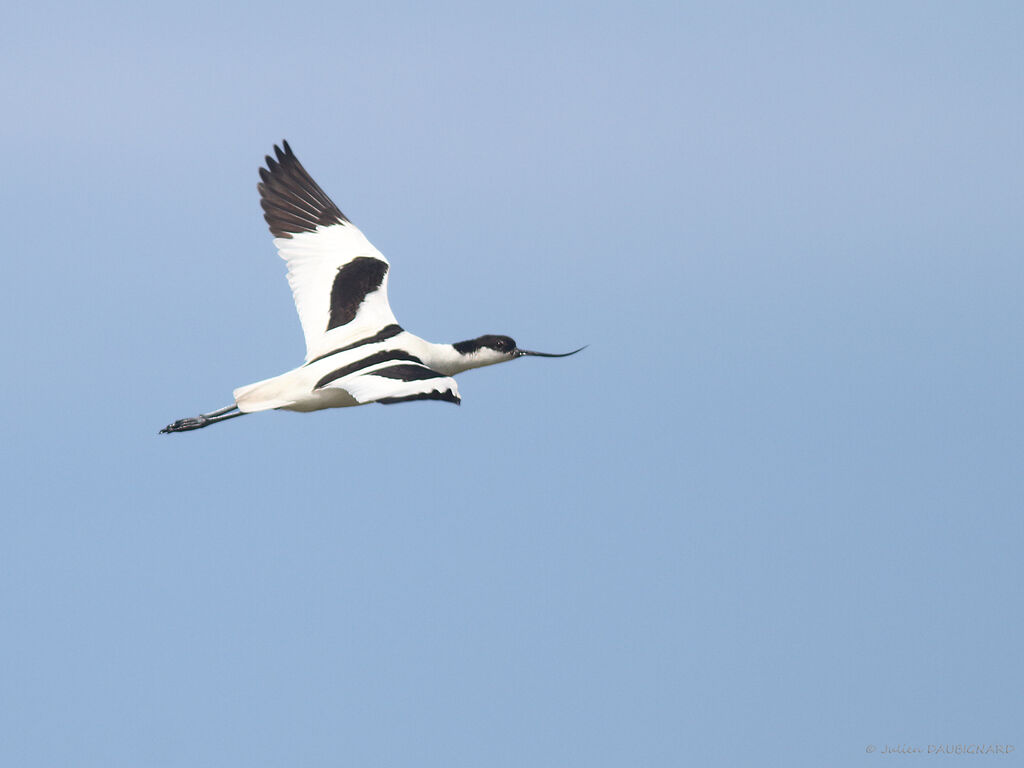 Avocette éléganteadulte, Vol