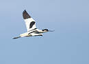 Avocette élégante