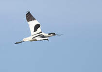 Avocette élégante