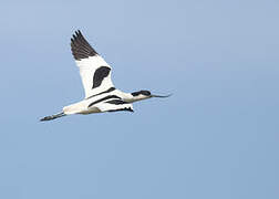 Avocette élégante