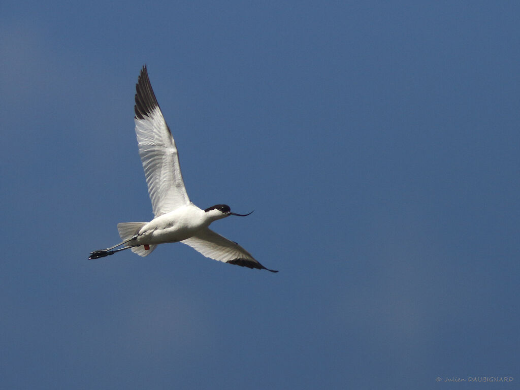 Avocette éléganteadulte, Vol