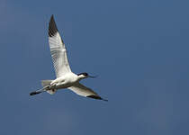 Avocette élégante