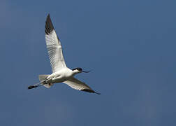 Avocette élégante