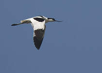 Avocette élégante