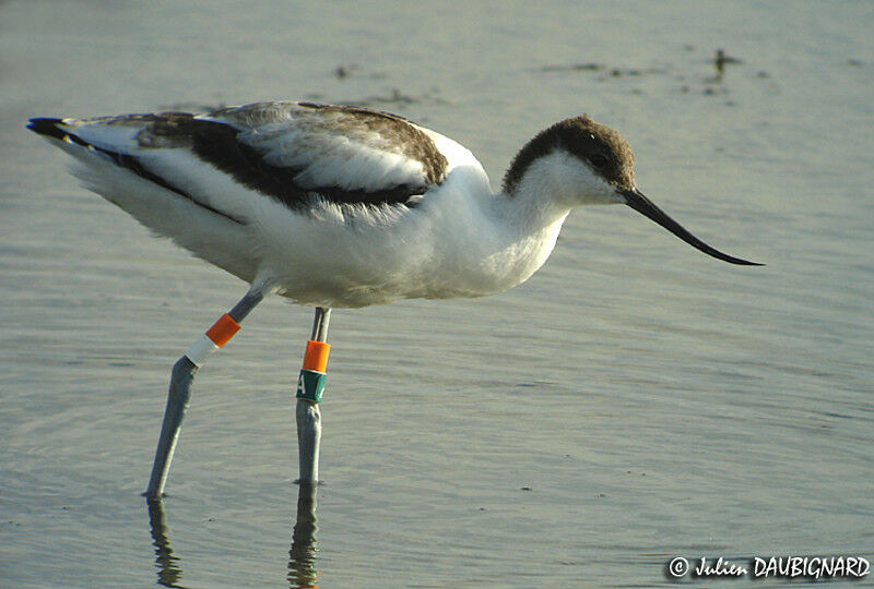 Pied Avocet