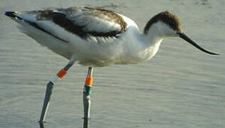 Avocette élégante