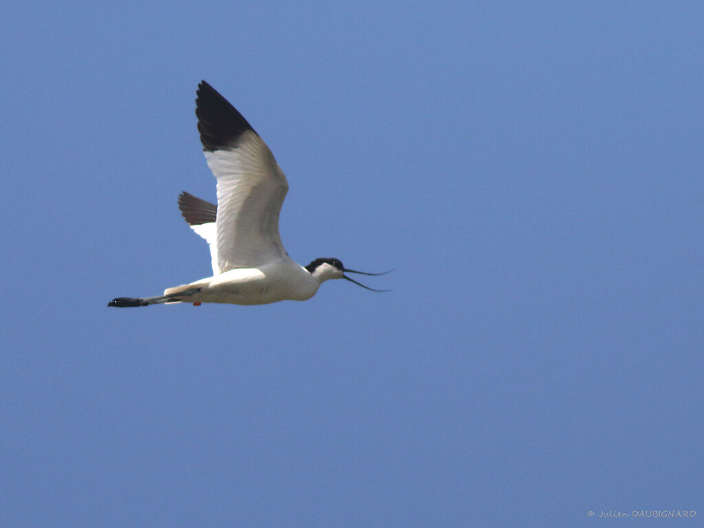 Avocette éléganteadulte, Vol