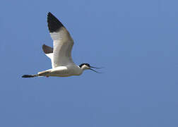 Avocette élégante