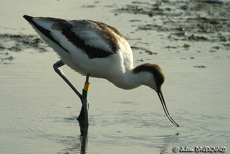 Avocette élégante