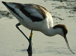 Pied Avocet