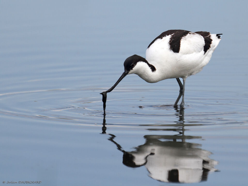 Pied Avocet, identification