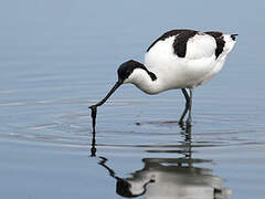 Avocette élégante