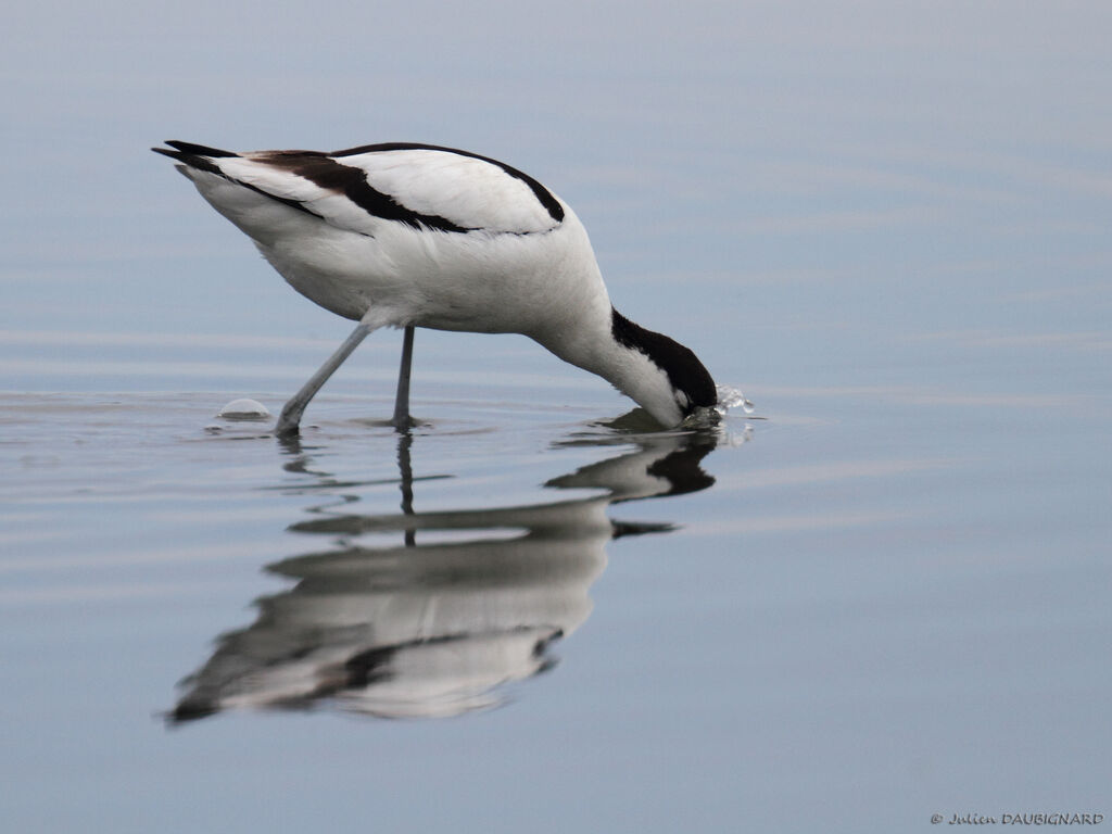 Pied Avocet, identification