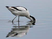 Avocette élégante