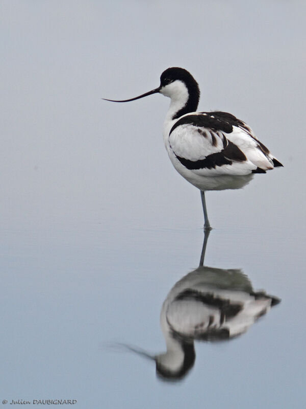 Avocette élégante, identification