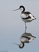 Avocette élégante