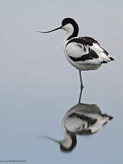 Avocette élégante