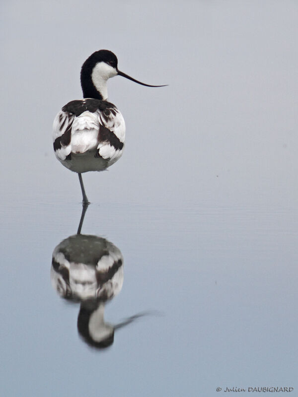 Avocette élégante, identification