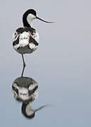 Pied Avocet