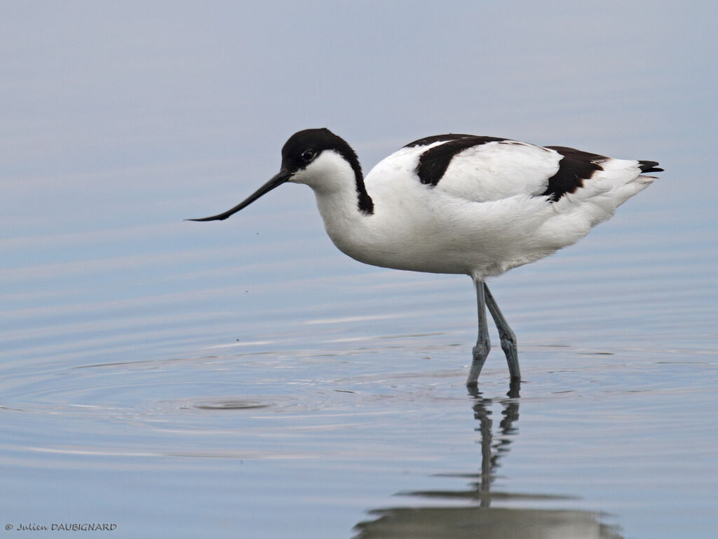 Pied Avocet, identification