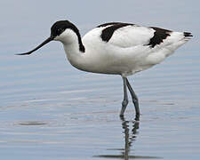 Pied Avocet