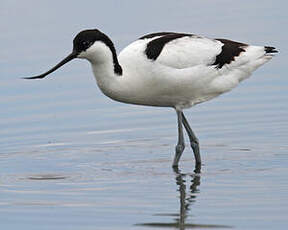 Avocette élégante