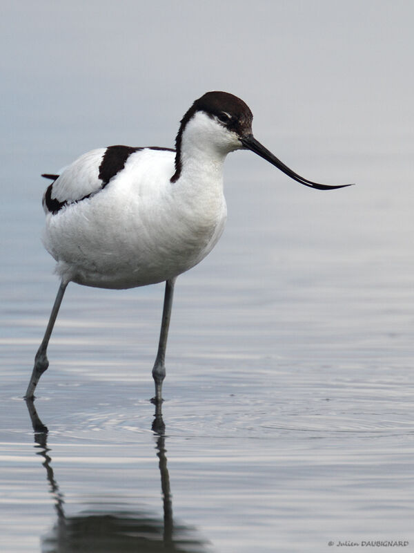 Pied Avocet, identification