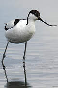 Avocette élégante