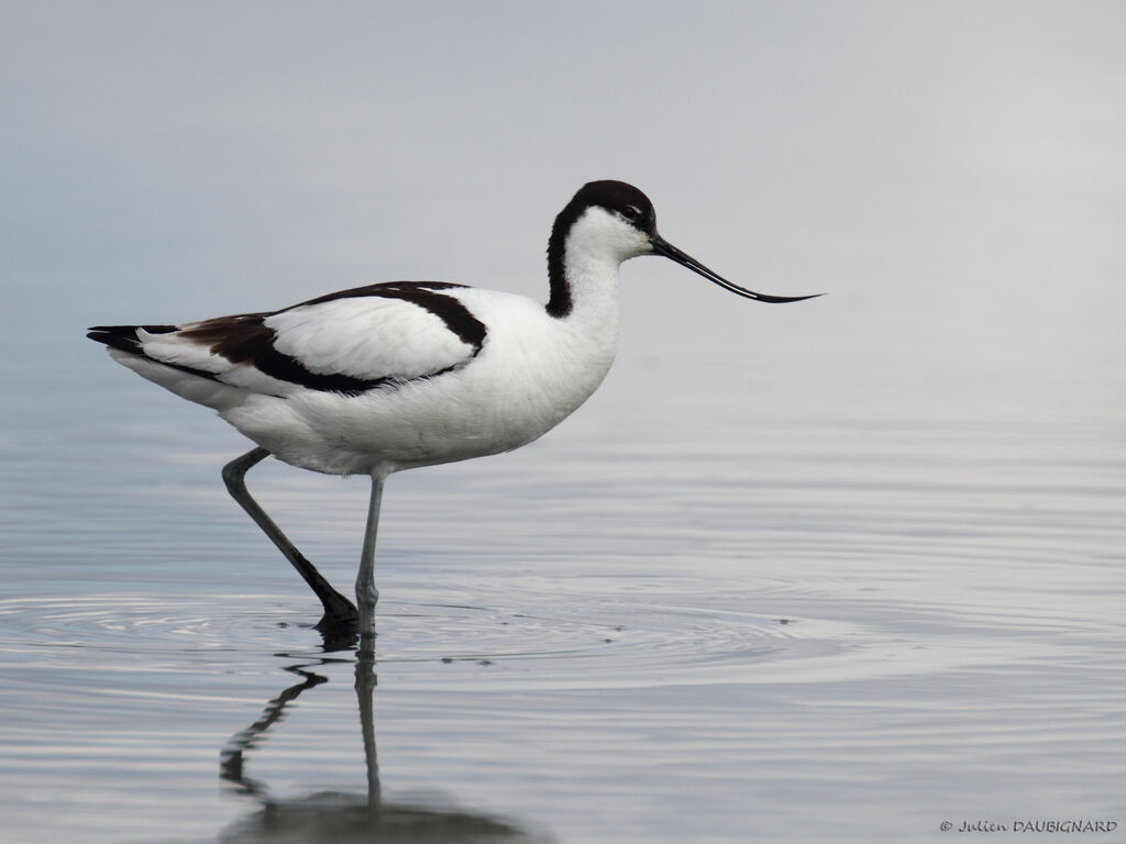 Avocette élégante, identification