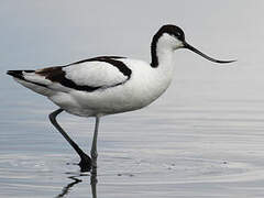 Avocette élégante