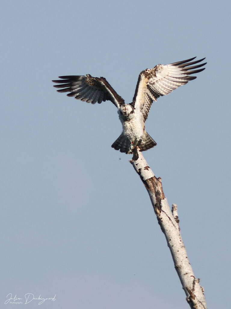 Ospreyjuvenile, identification